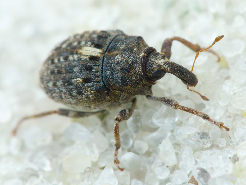 Phrydiuchus topiarius (Germar, 1824)